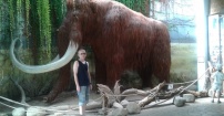 Focia z mamutem